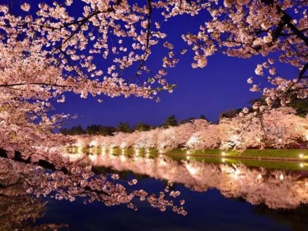 Lễ hội hoa anh đào “Shobara Ueno” ở Hiroshima