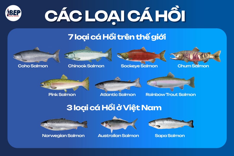Bảng giá, các loại cá hồi trên thế giới và Việt Nam