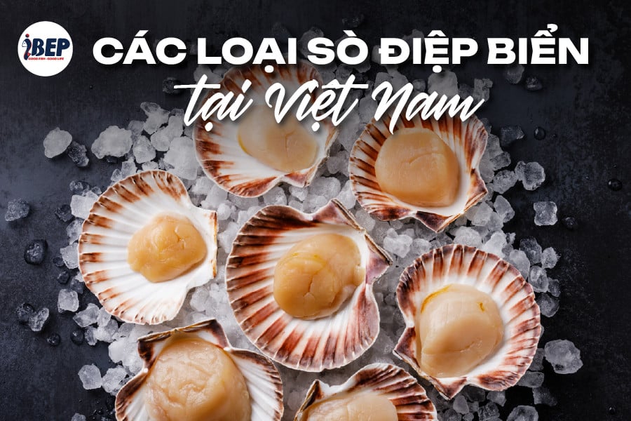 Các loại sò điệp biển tại thị trường Việt Nam