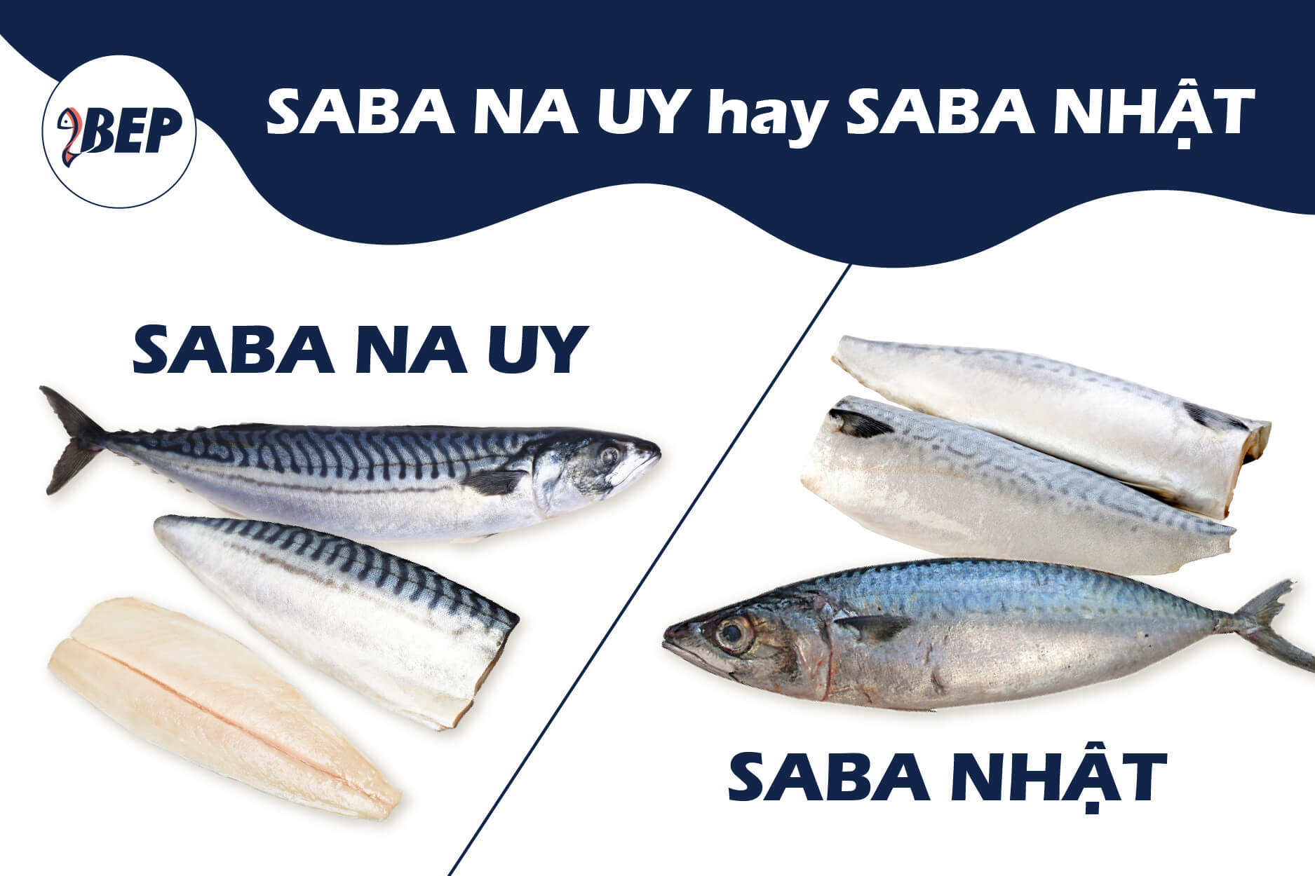 So sánh cá saba Nauy và cá saba Nhật, nên ăn cá nào