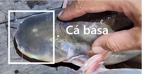 Đầu cá basa