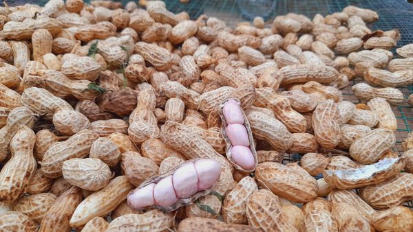 Đậu Phộng có tác dụng gì? Cách ăn tốt cho sức khỏe