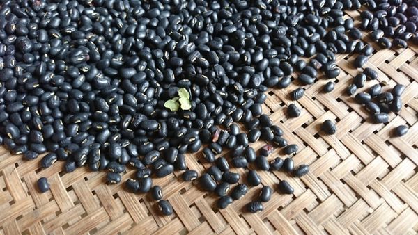 Giá trị dinh dưỡng của đậu đen, thực phẩm tốt cho sức khỏe.