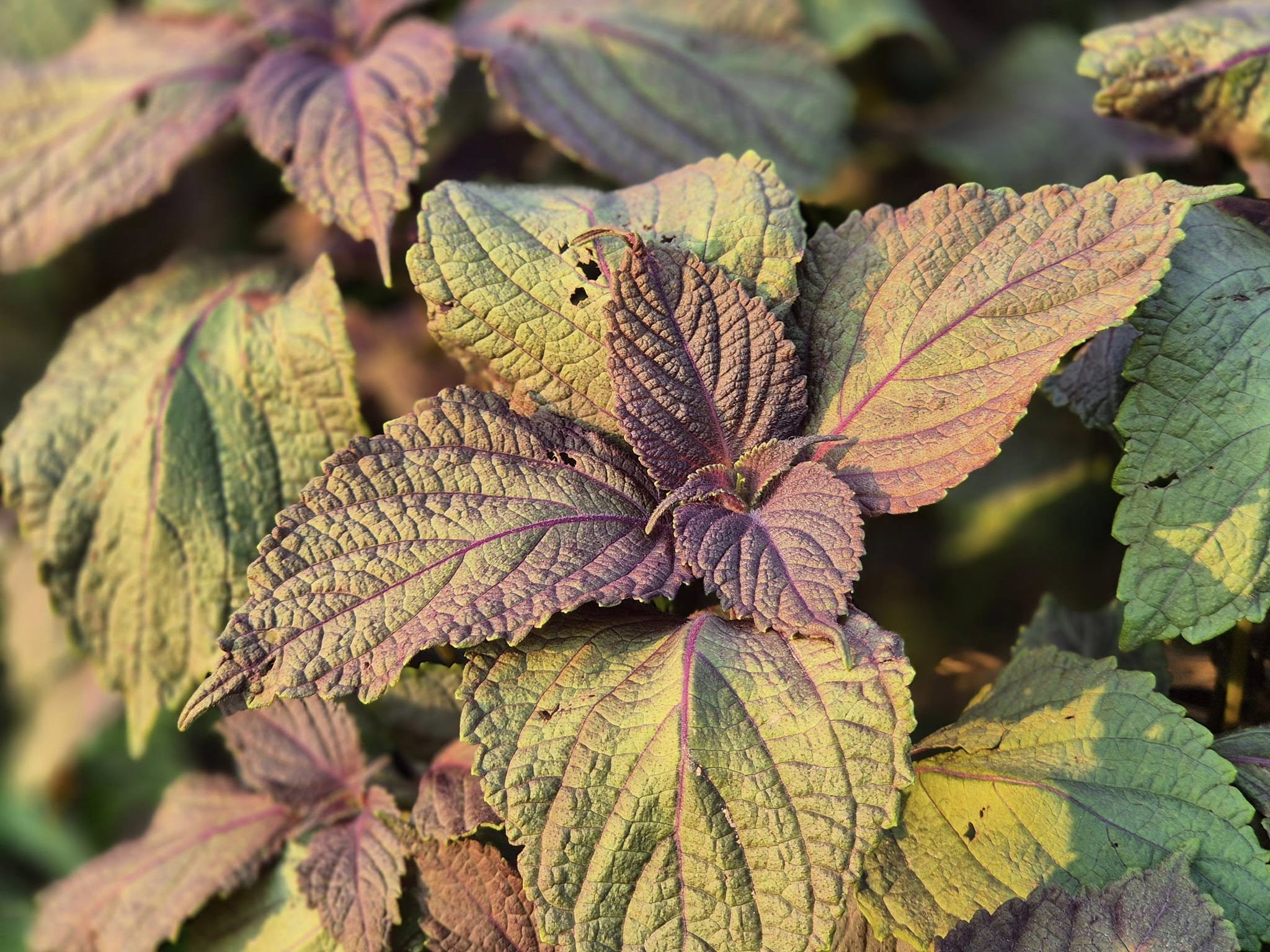 Trà tía tô có tác dụng gì trong điều trị bệnh và chăm sóc sắc đẹp?