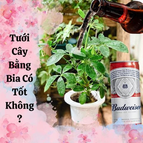 Tưới Cây Bằng Bia Có Tốt Không?