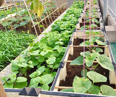 Phương pháp trồng rau sạch vườn nhà