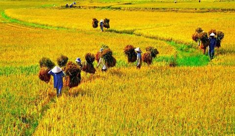Nhà nông Việt Nam thời đại kinh tế mới 2021