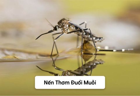 Nến Thơm Đuổi Muỗi Và Cách Chọn Nến Thơm Đuổi Côn Trùng Hiệu Quả