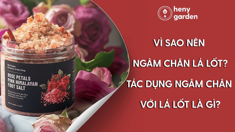 Vì Sao Nên Ngâm Chân Lá Lốt? Tác Dụng Ngâm Chân Với Lá Lốt Là Gì?