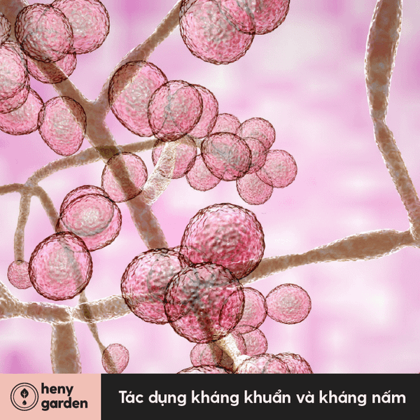 Tinh dầu bưởi có tác dụng kháng khuẩn và kháng nấm mạnh.
