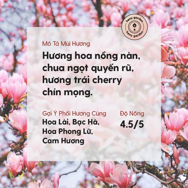 tinh dầu hoa anh đào