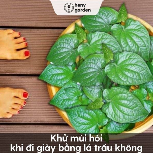 Khử mùi hôi khi đi giày bằng lá trầu không