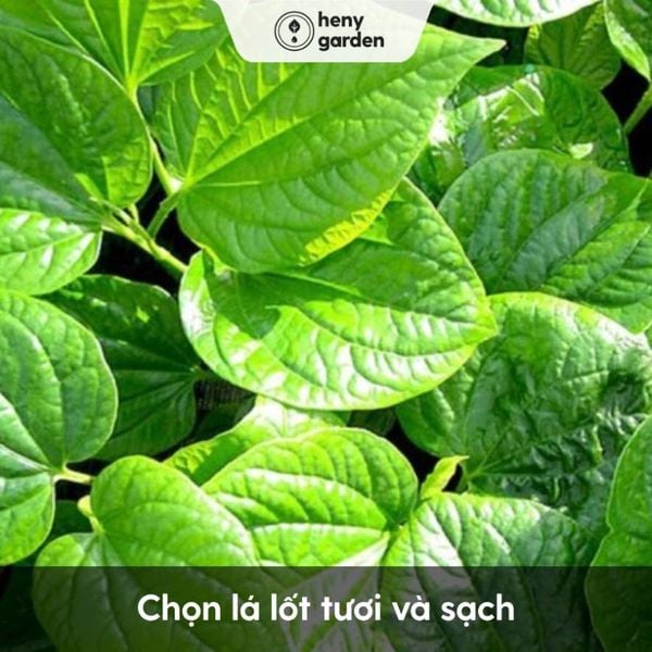 Vì Sao Nên Ngâm Chân Lá Lốt? Tác Dụng Ngâm Chân Với Lá Lốt Là Gì?