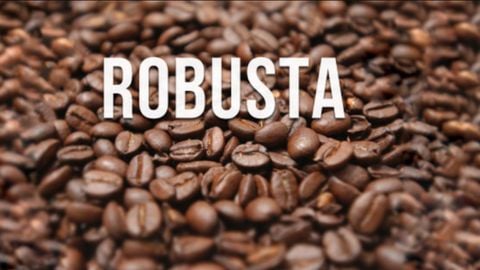 Cà phê robusta được trồng ở đâu? Giá cả như thế nào?