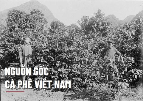 Bạn có biết nguồn gốc của cà phê Việt Nam không?