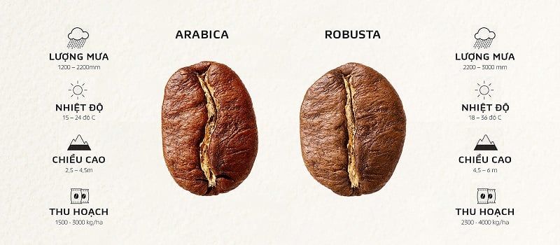 cà phê Arabica là gì