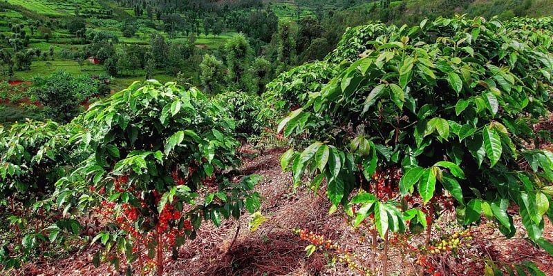 cà phê được trồng nhiều ở vùng nào