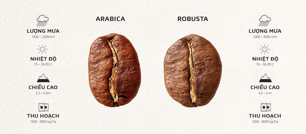 cà phê Robusta và Arabica loại nào ngon hơn