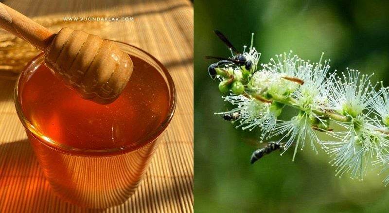 TOP 8 các loại mật ong tốt nhất trên thị trường hiện nay – Siêu Thị ...