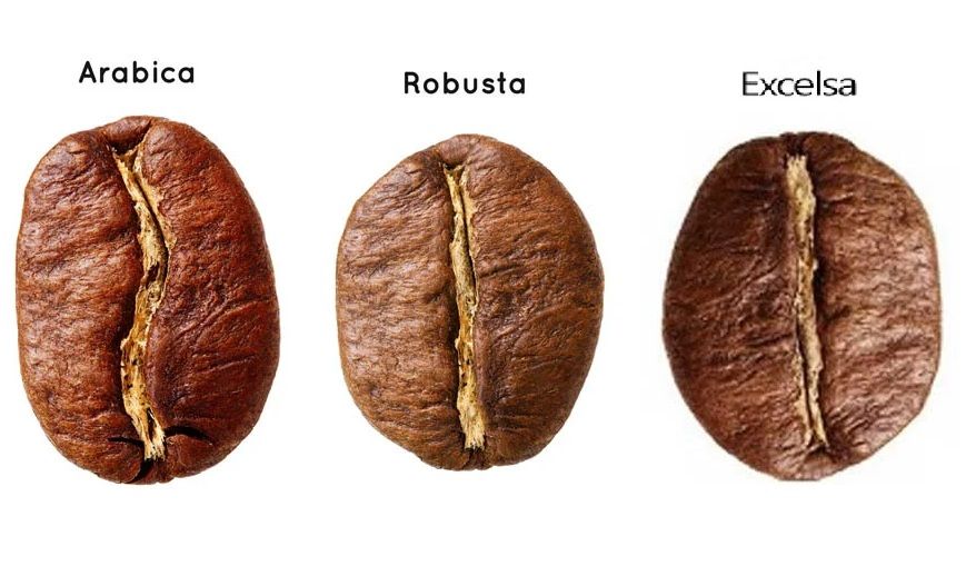 nguồn gốc cà phê