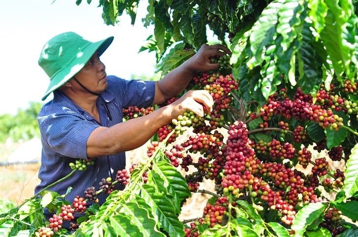 lịch sử phát triển cà phê Việt Nam