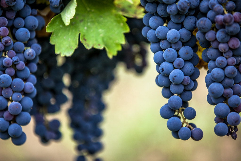 Aglianico là gì? Tìm hiểu rượu vang Aglianico