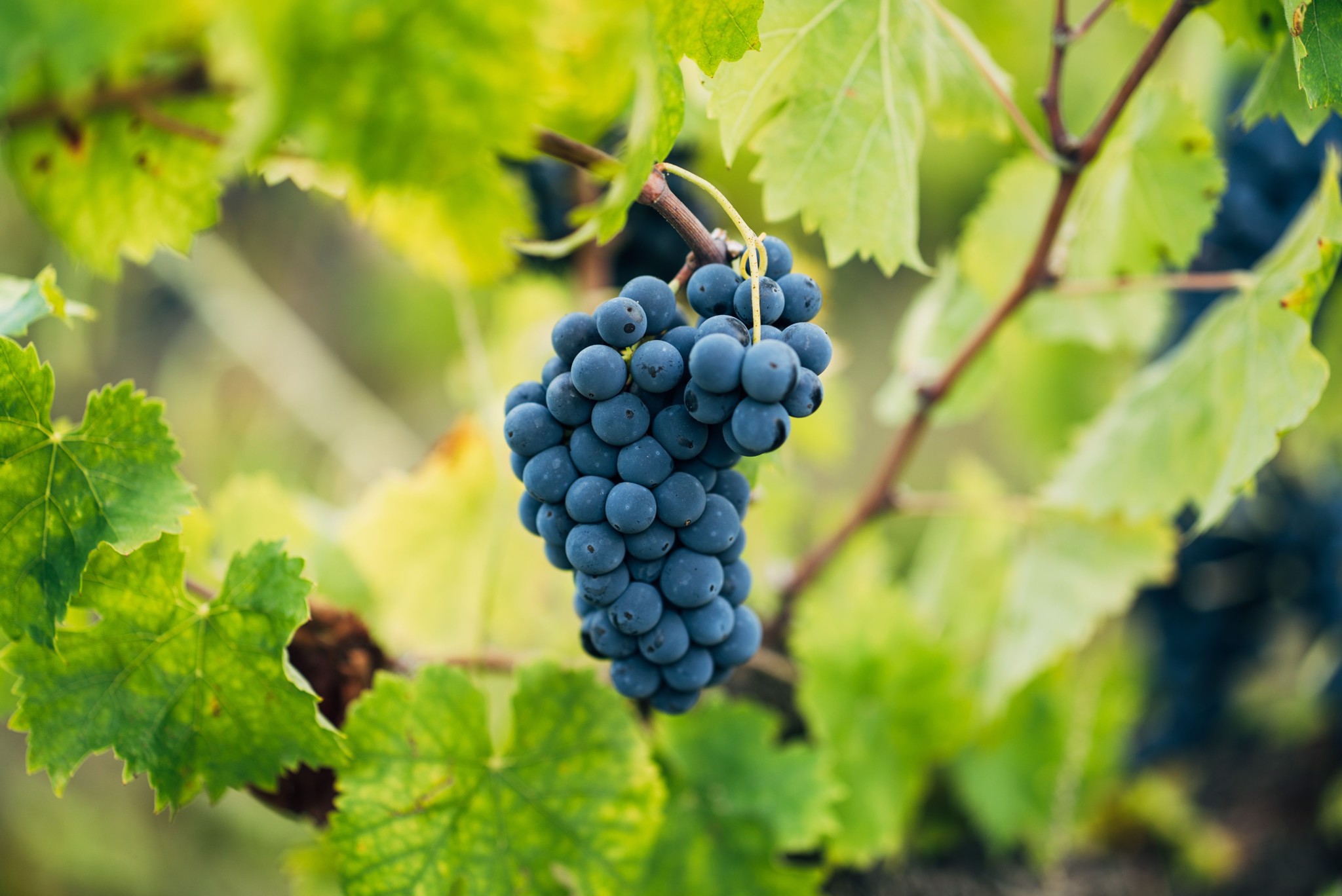Tìm Hiểu Về Rượu Vang Ý Đừng Bỏ Qua Nho Sagrantino! (phần 2)