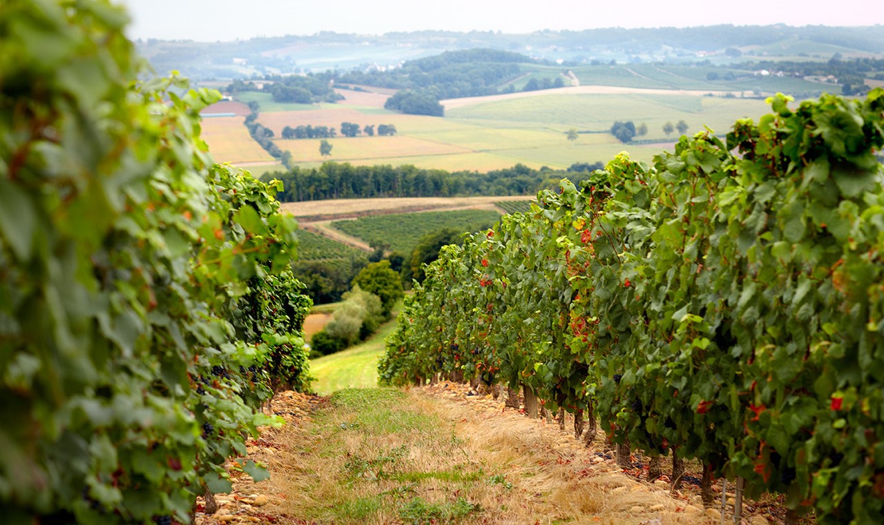 Rượu vang Madiran là gì? Madiran - Rượu vang đỏ từ Gascony