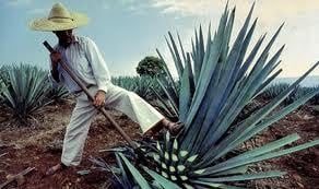 Rượu Tequila được làm từ gì?
