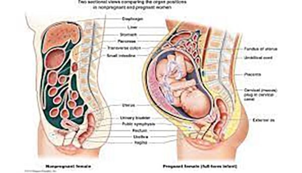 Hormon Relaxin là gì và ảnh hưởng đến Mẹ bầu ra sao