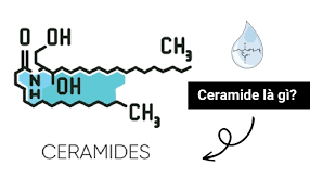 Ceramide là gì?
