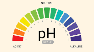 Độ pH trong tinh dịch là gì?