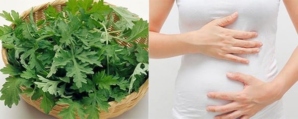 Ngải cứu có tốt cho thai và niêm mạc như lan truyền không?