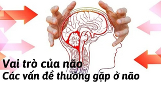 Vai trò của não - các vấn đề thường gặp ở não