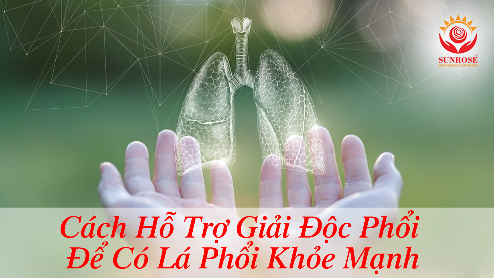 Những Cách Hỗ Trợ Giải Độc Phổi Hiệu Quả Nhất Để Có Lá Phổi Khỏe Mạnh