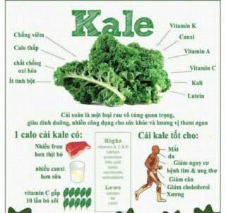 Cải xoăn: loại rau thần dược khi thai bị động thai bóc tách, tụ dịch