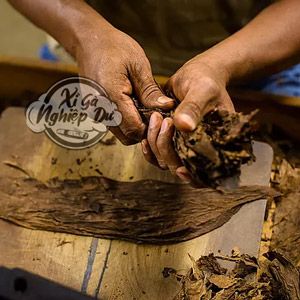 Quy trình trồng lá, ủ và lên men dành cho xì gà Cuba