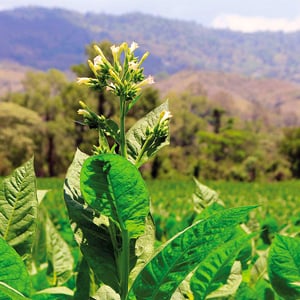 Khám Phá Giá Trị Thật Sự Của Những Hạt Giống Xì Gà Cổ Heirloom Seeds