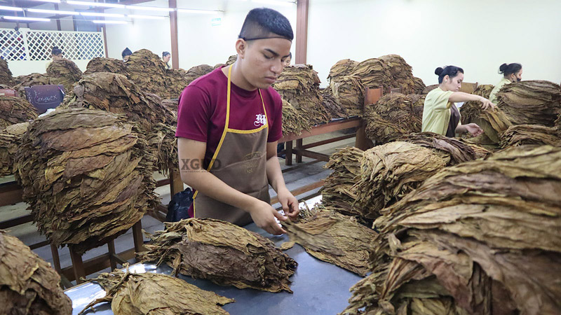 Nhà Máy Và Cánh Đồng Của Thương Hiệu Xì Gà My Father Cigarsi Ở Nicaragua