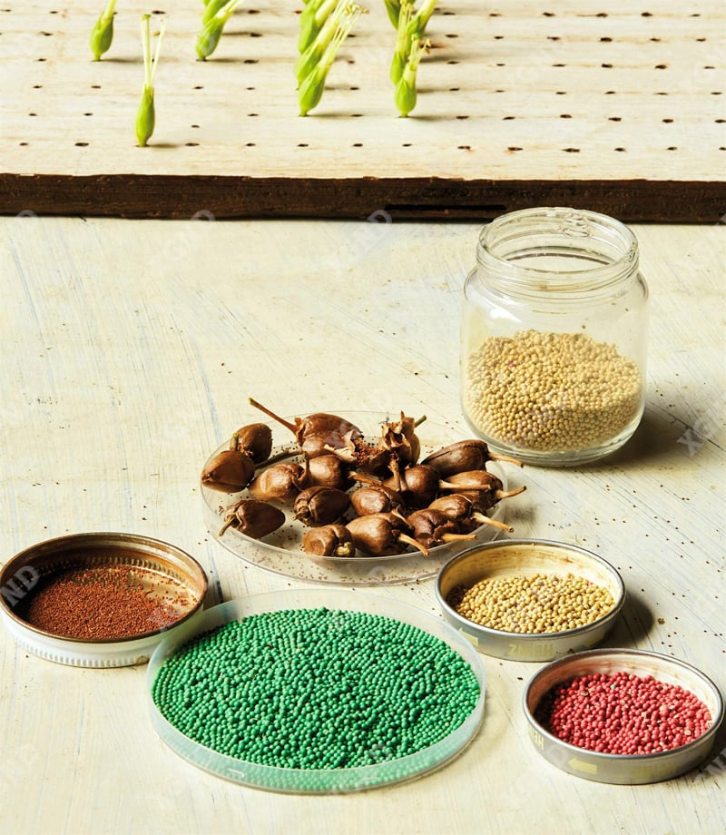 Khám Phá Giá Trị Thật Sự Của Những Hạt Giống Xì Gà Heirloom Seeds Cổ