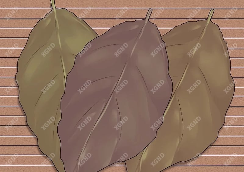 Hướng dẫn cách cuốn xì gà thủ công chuẩn như chuyên gia