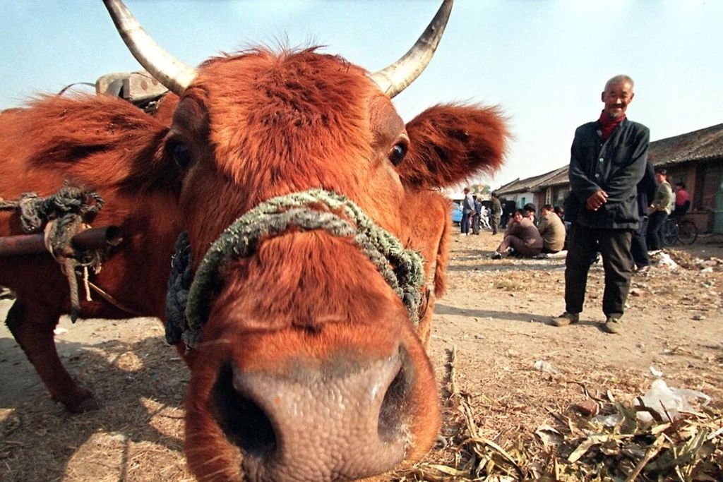 Giải thưởng độc lạ tại giải chạy Trung Quốc