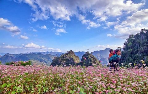 Mùa hoa tam giác mạch ở Hà Giang