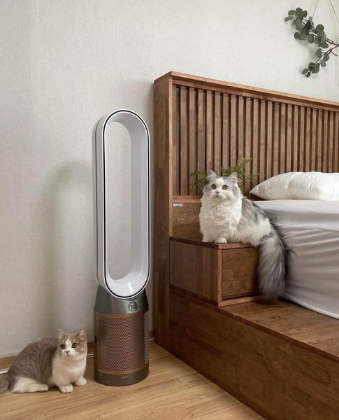 Máy lọc không khí Dyson