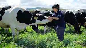 Sữa Mộc Châu dự kiến niêm yết, bán lượng cổ phiếu trị giá 1.200 tỷ đồng cho Vinamilk và GTN