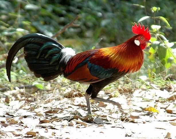 KẾT PHIÊN 5/12: S.O.S _THÓC ĐÂU MÀ ĐÃI GÀ RỪNG – Thời báo tài chính