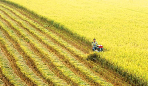 Xuất khẩu gạo đạt gần 1 tỷ USD trong 3 tháng đầu năm, nhóm cổ phiếu liên quan âm thầm bứt phá