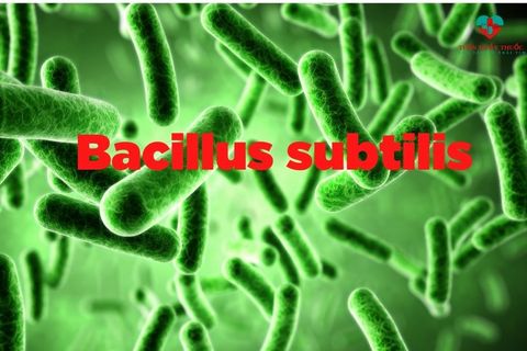 Bacillus subtilis là gì? Bacillus clausii có tác dụng gì với hệ tiêu hóa của trẻ?