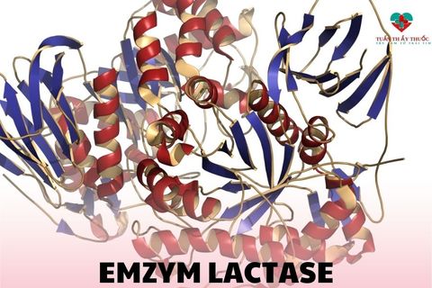 Tác dụng của enzym lactase, bổ sung enzym lactase như thế nào cho trẻ?