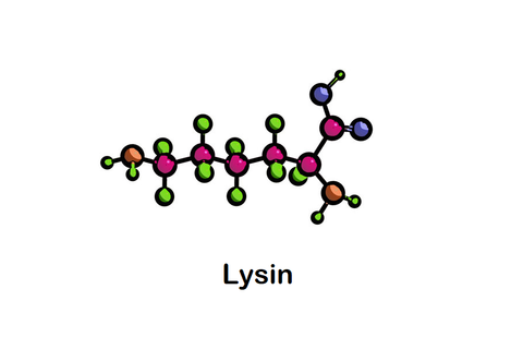 Tác dụng của lysin đối với trẻ nhỏ và cách bổ sung hiệu quả
